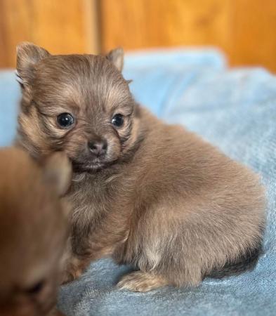Image 14 of Beautiful Pomeranian x Chihuahua Puppies