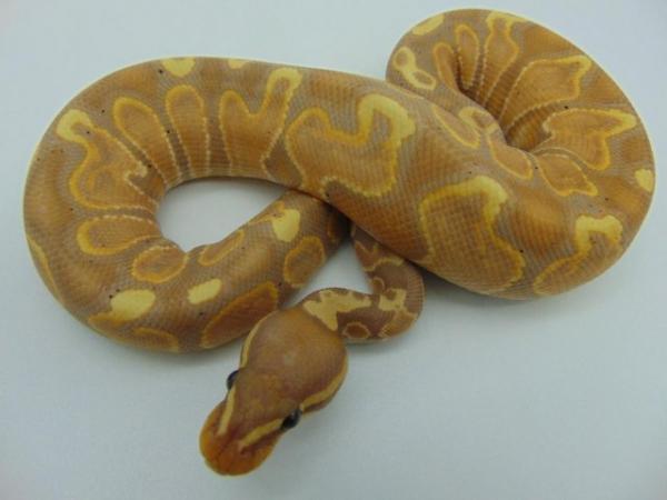 Image 3 of Male GHI Banana(Female Maker) Ball Python 217 grams