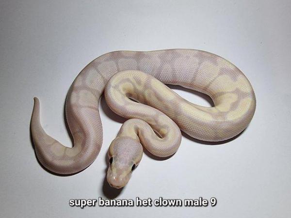 Image 3 of Royal Ball Pythons - Multiple available