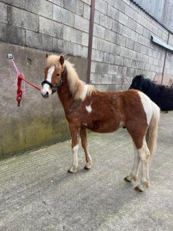 Image 34 of Cute Rescue Ponies, Youngsters Future Lead Reins, Companions