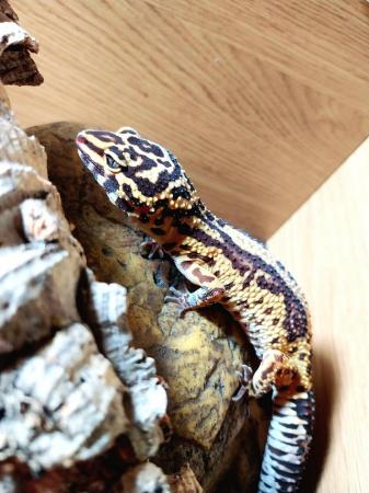Image 11 of Female leopard gecko with everything