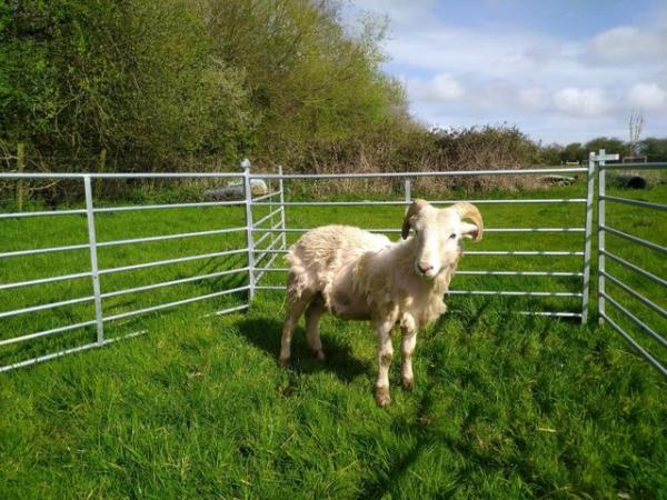 Image 6 of 12 month old registered wiltshire horn ram lamb