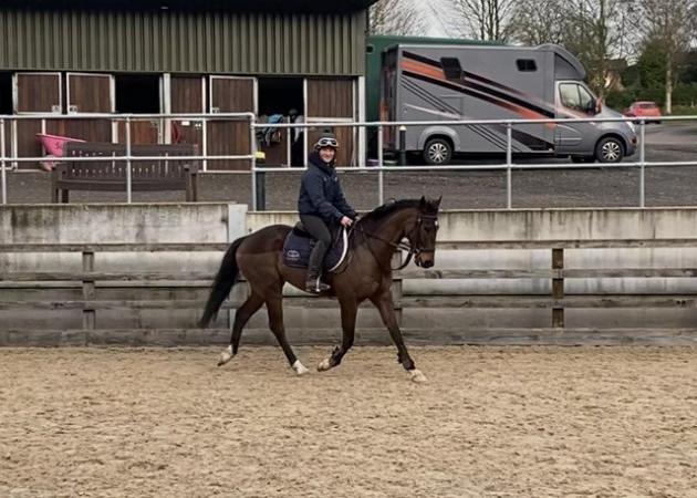 Image 1 of 16hh tb gelding perfect event prospect! Offers accepted