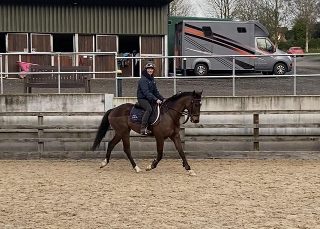 Preview of the first image of 16hh tb gelding perfect event prospect! Offers accepted.