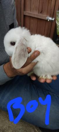 Image 4 of Baby rabbits for sale... Mini lop & Netherland dwarf ready n