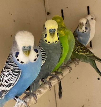 Image 2 of Group of 30 budgies available