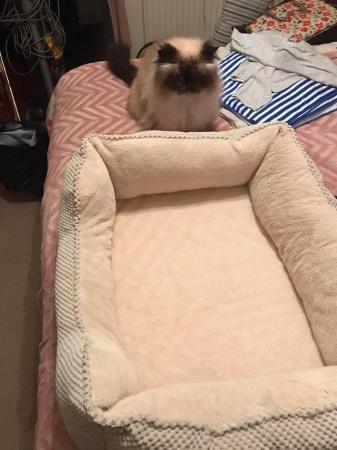 Image 1 of Brand new cream cat bed never used