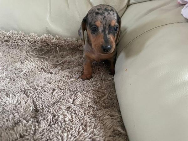 Image 5 of Miniature dachshunds puppies