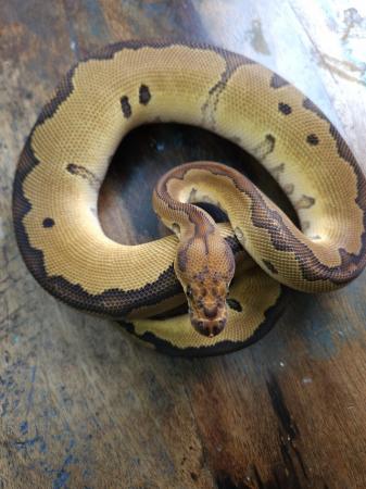 Image 3 of Red Stripe Clown 1.0 Male Ball Python