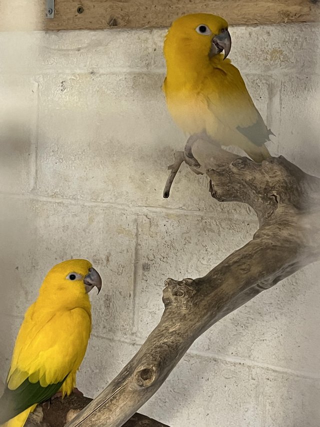 Preview of the first image of Golden conure hen bird breeding age.
