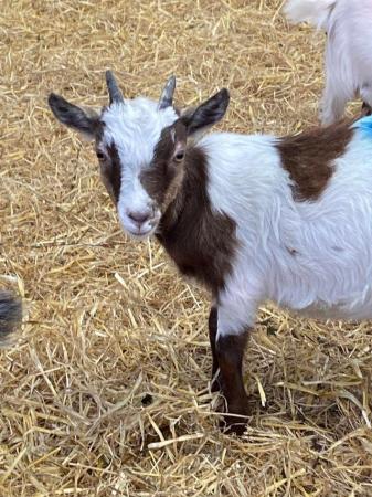 Image 2 of Ready to start Goating? Then talk to us. Pygmy goats ready!