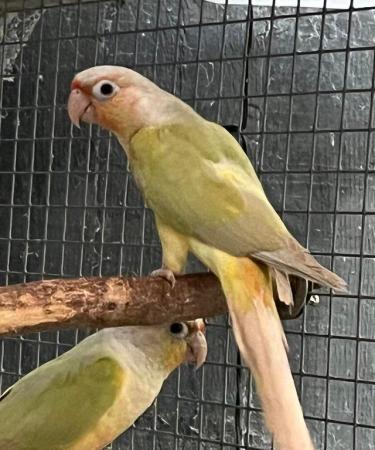 Image 2 of DNA 2022 + 2023 Mutation Baby Mooncheek & Dilute Conures