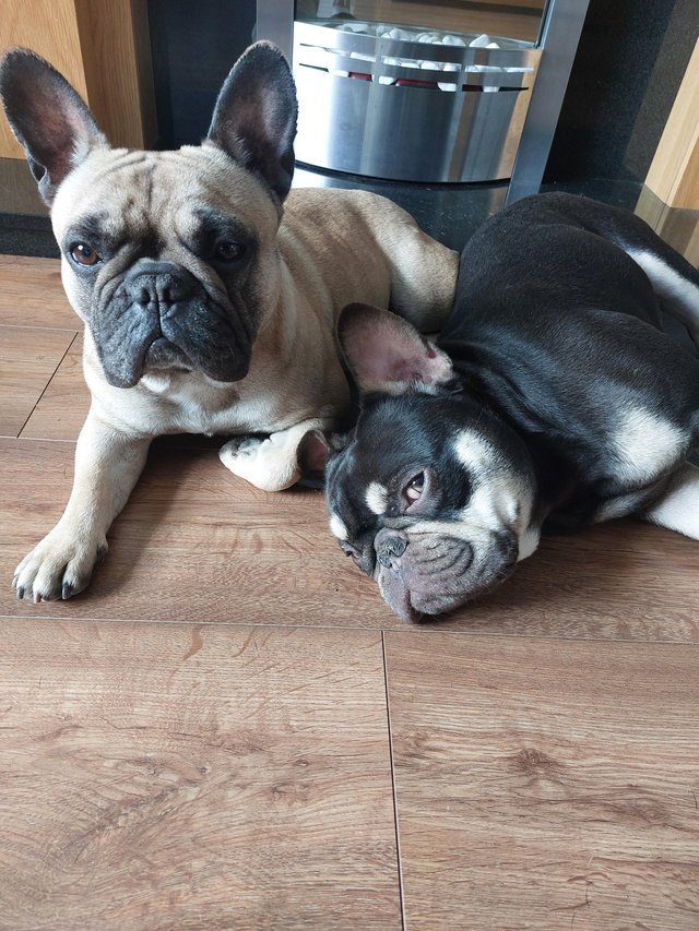Preview of the first image of French bulldog x 2 Full Pedegree.