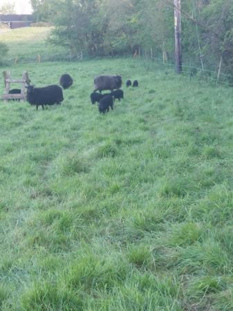 Image 2 of 8 Hebridean Ewes with 13 lambs for sale