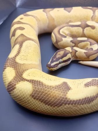 Image 4 of Stunning unrelated Male and female ball pythons for sale!