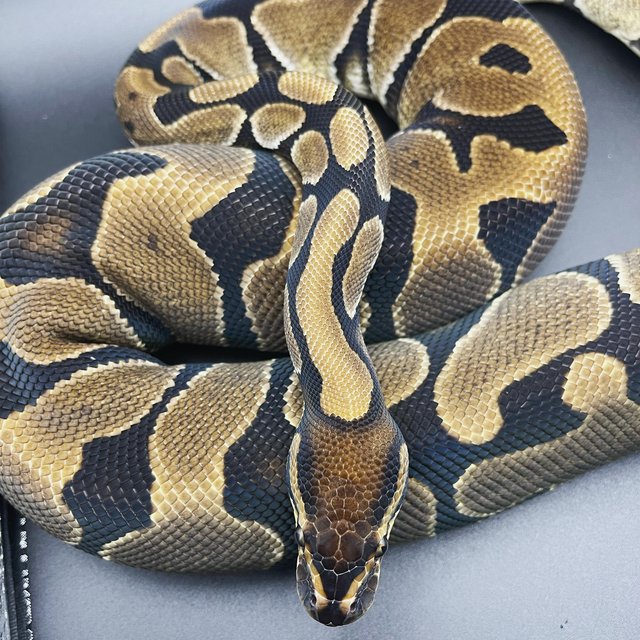 Preview of the first image of Enchi female Ball Python CB21.