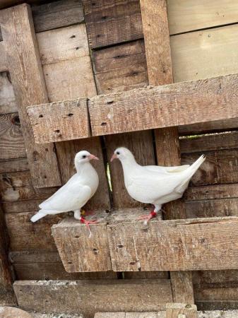 Image 14 of PURE WHITE LOGAN PIGEON FOR SALE