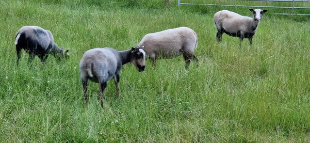 Image 1 of 6  Beautiful Shetland Ewes from a Major Breeder