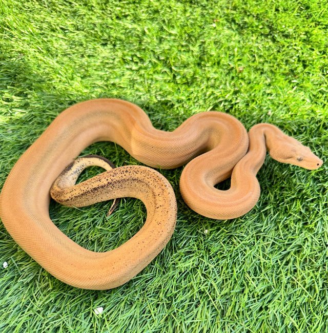 Preview of the first image of Sterling Boa pos het kahl albino.