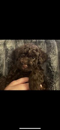 Image 12 of One left! REDUCED READY NOW Gorgeous cockapoo puppies.
