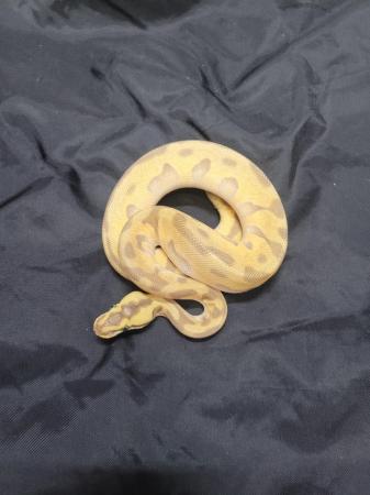 Image 4 of Cb23 female super pastel, leopard , enchi royal python