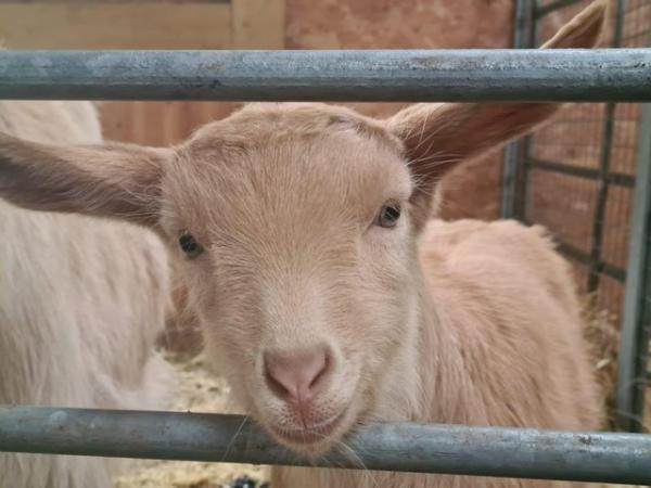 Image 1 of Pedigree registered Golden Guernsey goat FEMALE kid