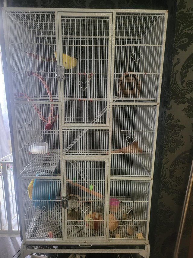 Preview of the first image of 2 male sugar-gliders and cage for sale.