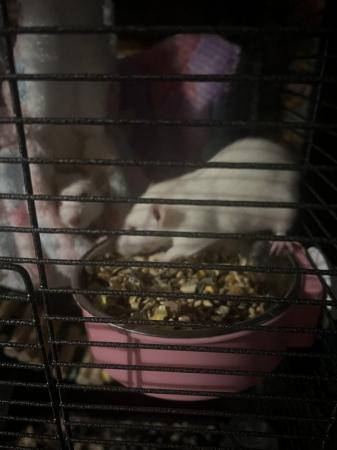 Image 1 of 3 female albino dumbo rats 12 weeks old with everything