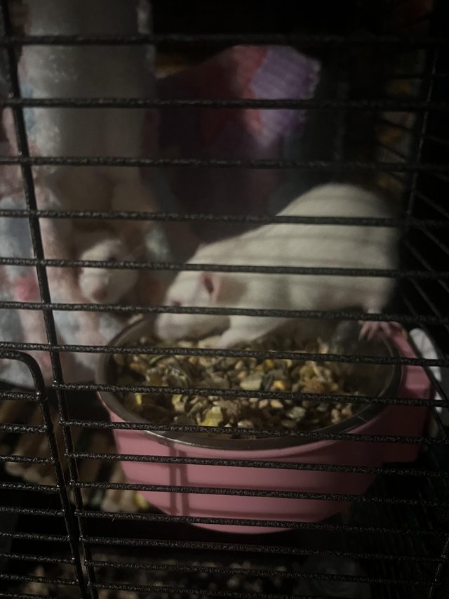Preview of the first image of 3 female albino dumbo rats 12 weeks old with everything.