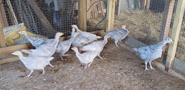 Preview of the first image of Slate Grey Turkey Poults.