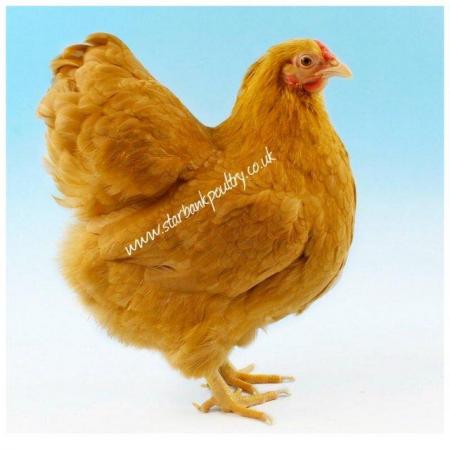 Image 24 of *POULTRY FOR SALE,EGGS,CHICKS,GROWERS,POL PULLETS*