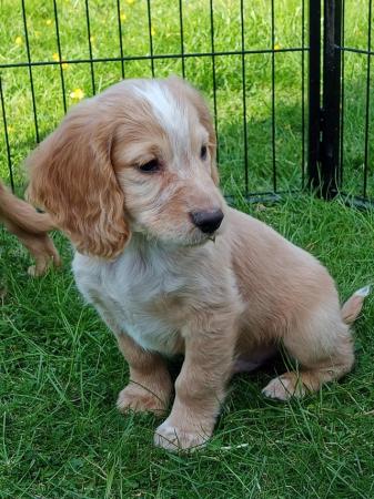 Image 12 of READY NOW KC WORKING COCKER SPANEL PUPPIES FOR SALE