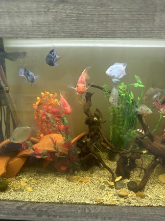 Image 2 of Red blood parrot fish and various fish for sale