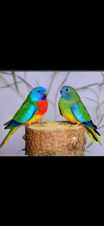 Image 1 of WANTED///-\\\.  Splendid Parakeets pair