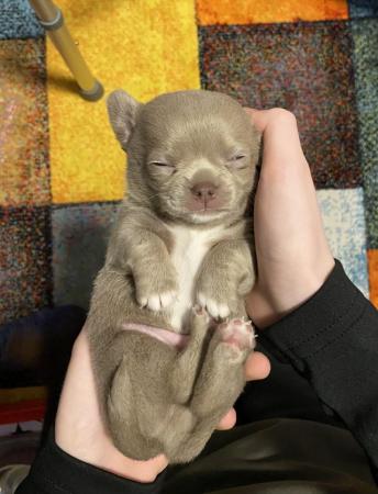 Image 2 of Chihuahua puppy ready now