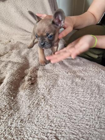Image 3 of Frenchbull dog male puppies for sale 8 weeks old