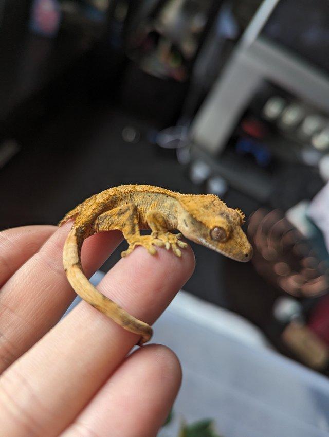 Preview of the first image of CB23 Crested Gecko Variety of Morphs.