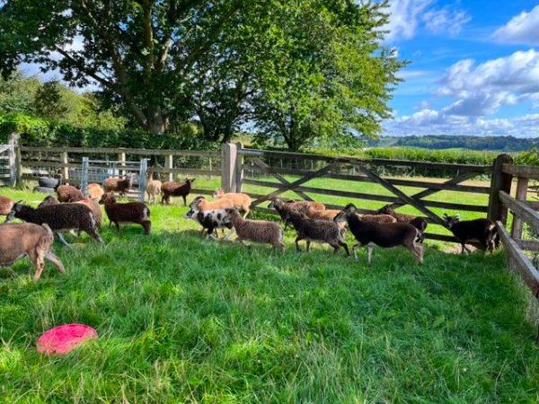 Image 5 of Soay sheep for sale lambs, ewes, shearling rams