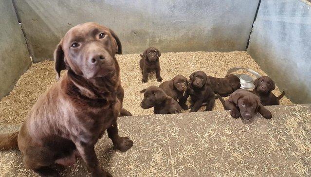 Preview of the first image of Chocolate labrador puppies for sale.