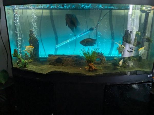 Image 3 of *REDUCED* Fluval Vicenza 4ft 260L Bow Front Tank