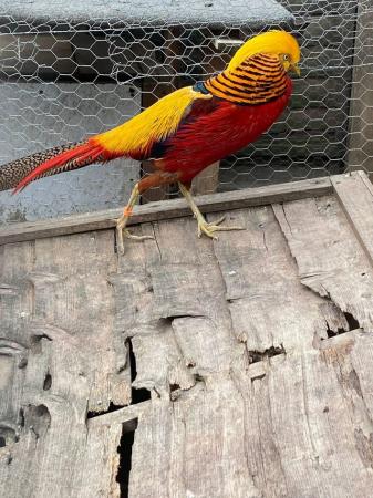 Image 2 of Selling red and golden pheasants