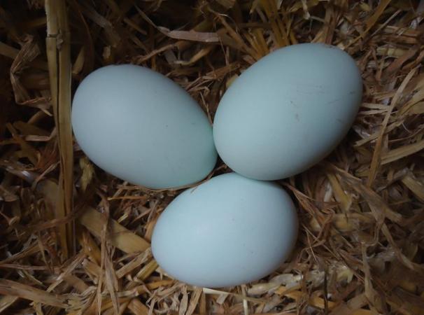 Image 13 of Hatching eggs , Staverton Daventry collection only