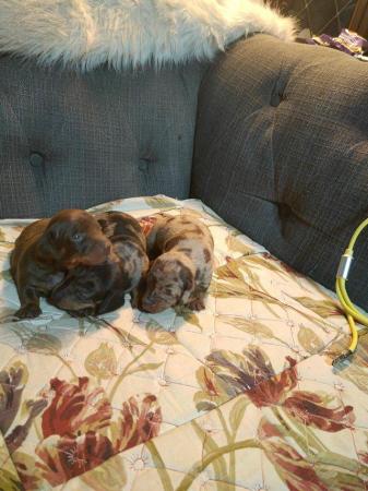 Image 4 of Georgous minature dachshund pups