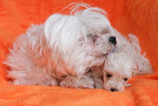 Image 11 of Beautiful F1 Toy Maltipoo Puppies (1 Left)