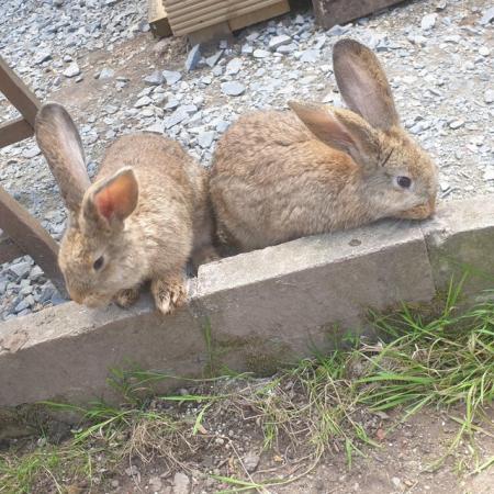 Image 8 of Continental giant baby bunnies