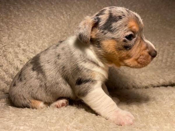 Miniature Jack Russells Puppies for sale in Ashorne, Warwickshire - Image 12
