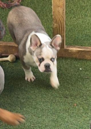 Image 6 of French bulldog ready now