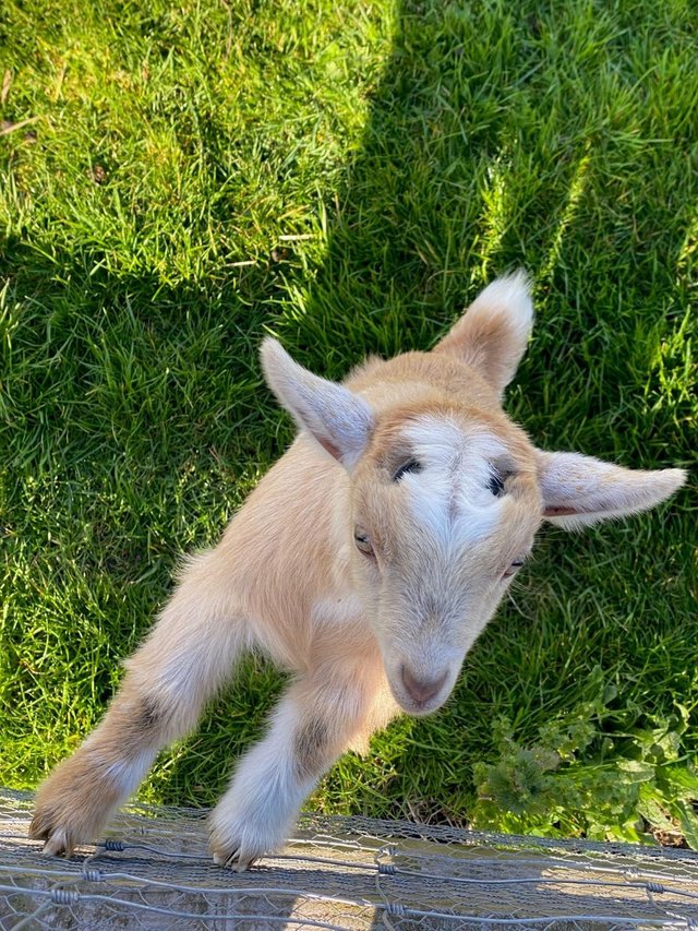 Preview of the first image of Wanted Orphan nanny pygmy goat.