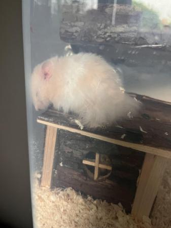 Image 3 of Ten month Syrian Hamster
