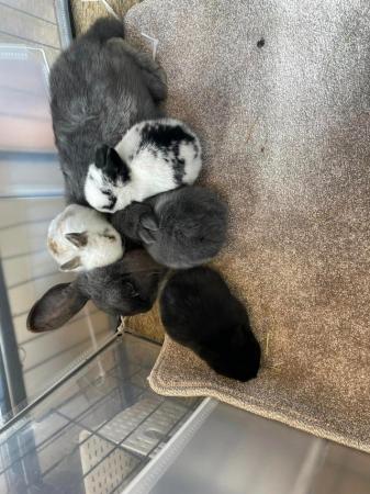 Image 7 of Beautiful Pure Breed Mini Lop Kits Bunnies Baby Rabbits